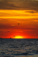 Fototapeta na wymiar sunset on the sea with bird flying over
