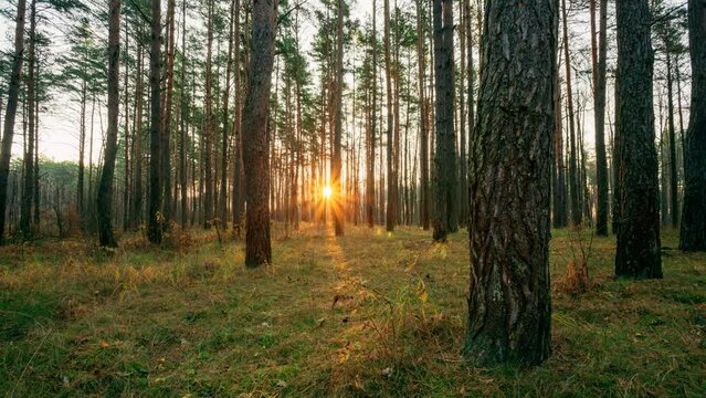 Transition From Night To Morning. Beautiful Bright Sunrise Dawn In Coniferous Forest. 4k Forest Timelapse. Sunlight Sunrays Shine Through Trees In Forest Landscape. Time Lapse, Time-lapse.