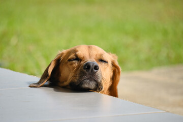 Petit bonheur du chien au soleil