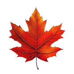 A maple leaf isolated in white background
