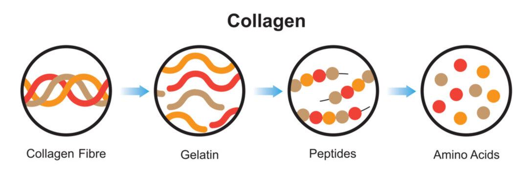 Scientific Designing of Collagen Denaturation and Degradation. Amino Acids Formation From Collagen Molecule. Colorful Symbols. Vector Illustration.