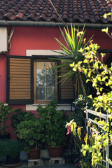 Sunny front yard with different species of plants and a house with window and shutters.