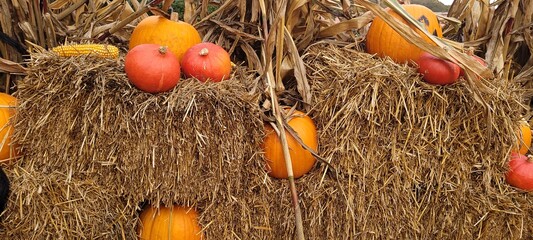 pumpkin for halloween