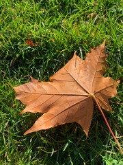 dry maple leaf, autumn leaf, orange leaf on green grass, fallen autumn leaf, seasonal changes, nature