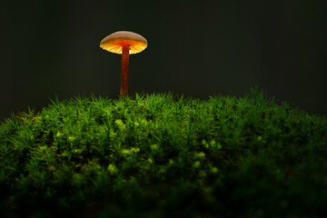 The forest mushroom shines like a lamp