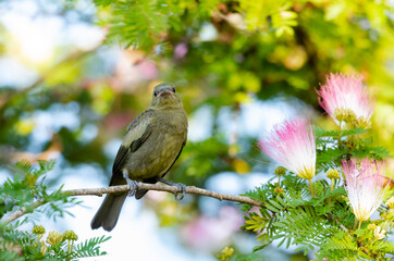 Tropical green bird perched in a Calliandra tree in a garden in Trinidad and Tobago.