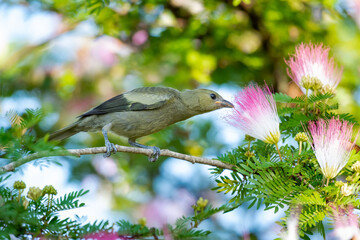 Tropical green Palm Tanager bird smelling a pink and white flower in a Calliandra tree.