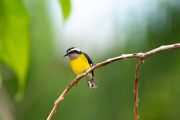 Small yellow and black Bananaquit bird perched on a branch in the tropical rainforest of Trinidad...