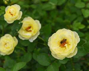 Big striped bumblebee on a branch of blossoming yellow rose in garden rose.