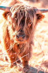 Highland cattle at pasture in mountain Hairy coo sustainable breeding for slaughter Environmental sustainability - 537831801
