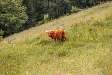 Highland cattle at pasture in mountain Hairy coo sustainable breeding for slaughter Environmental sustainability - 537831888