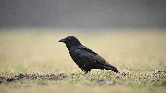 Raven ( Corvus corax ) bird	