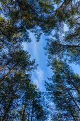 view of sky through treetops of conifers