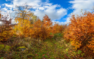 foot path amongst small trees in autumn