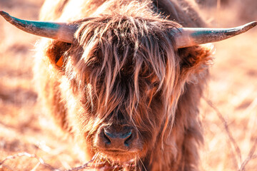 Highland cattle at pasture in mountain Hairy coo sustainable breeding for slaughter Environmental sustainability - 537832080