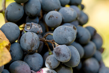 A bunch of grapes waiting to make wine or juice. Juice flowing from grapes.