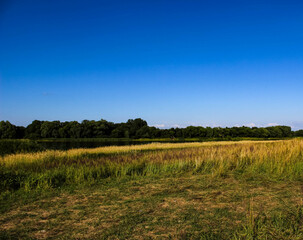 Obraz premium Green meadow with a river against the backdrop of a dense forest