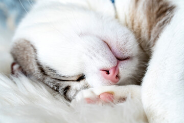 Fototapeta na wymiar gray and white cat sleeps on blanket, cat sleeps