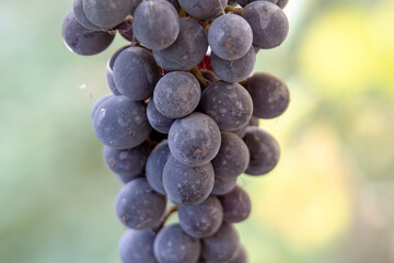 Close-up of purple wine grapes in autumn's end. Selective Focus.