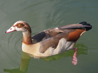 Ducks on the lake