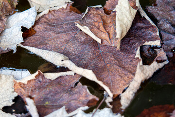 dry orange leaves of grapes in the autumn season, old dry leaves of grapes fallen to the ground in autumn