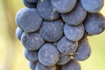 Close-up of purple wine grapes in autumn's end. Selective Focus.