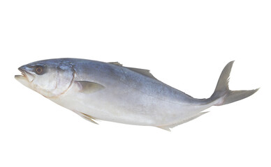 Fresh amberjack fish isolated on white background	