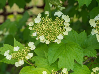 Spring texture background blooming with white flowers of a viburnum bush in the garden