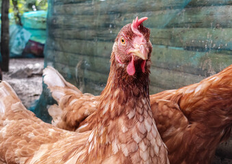 Close-up of chicken or female laying hen traditional free-range.