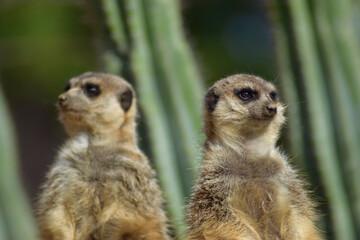 Naklejka na ściany i meble A pair of meerkats watched the prairie