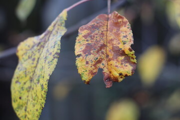 autumn leaves on the ground