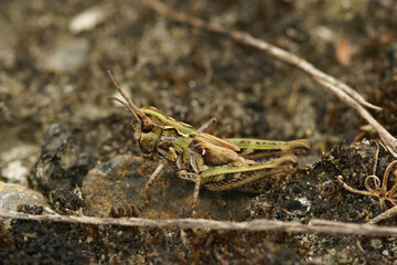 Closeup on a mottled grasshopper, Myrmeleotettix maculatus sitting on sand at the Belgain coast