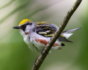 Chestnut-sided warbler