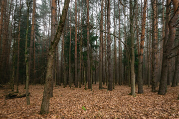 Pine tree forest in Fall on a foggy day