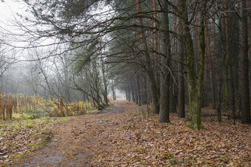 Fototapeta premium Footpath in the forest on a foggy autumn day
