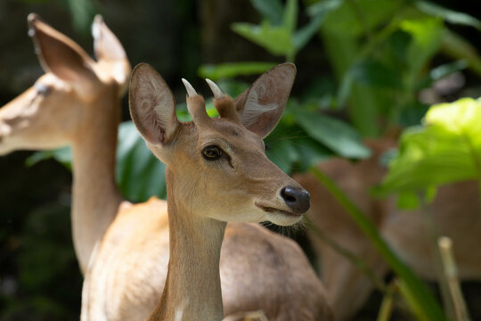 Close up Little Asian Deer