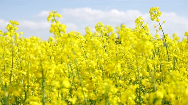 Canola flowers waving in the wind in slow motion