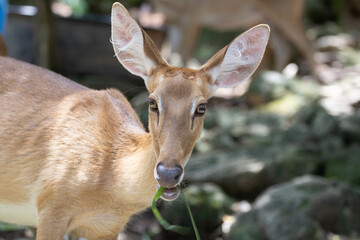 Close up Little Asian Deer