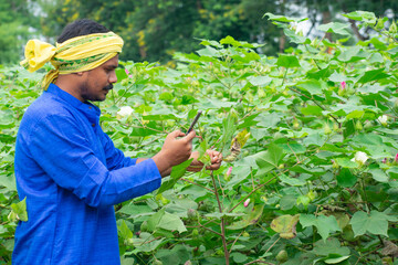 Indian farmer checking the crop yield and pests by using mobile Phone - Concept of Farmer using Smartphone technology © SR
