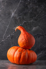 Two fresh pumpkins over dark background, copy space