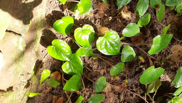 Piper betle leaves. It is a vine plant. Its other names betel, Paan, and Sirih. Betel plants are cultivated for their leaves. The leaves used in traditional medicine. Piper betle vine.