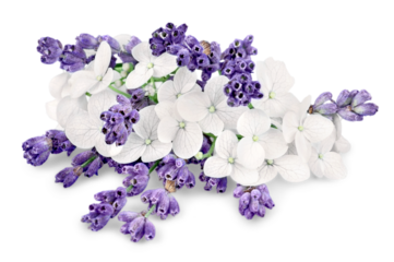 Bunch of lavender on white background