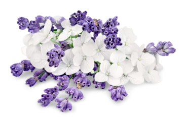 Gartenposter Bunch of lavender on white background © BillionPhotos.com