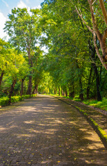 scenery road in autumn forest
