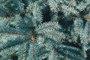Naklejka na ściany i meble Fluffy fir tree brunch close up. Background of Christmas tree branches. 