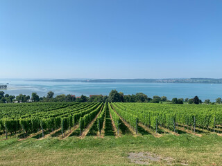 Fototapeta na wymiar View of the vineyard and Lake Constance from Germany. Landscape