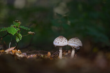 Marburg, Natur, Herbst