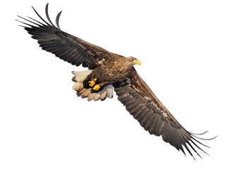 Majestic predator White-tailed Eagle (Haliaeetus albicilla) in flight