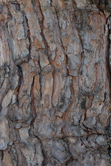 Texture Bark of Pine Tree. Background.