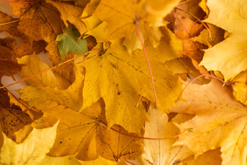 Autumn background of yellow leaves